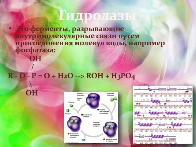 Гидролазы Это ферменты, разрывающие внутримолекулярные связи путем присоединения молекул воды, например