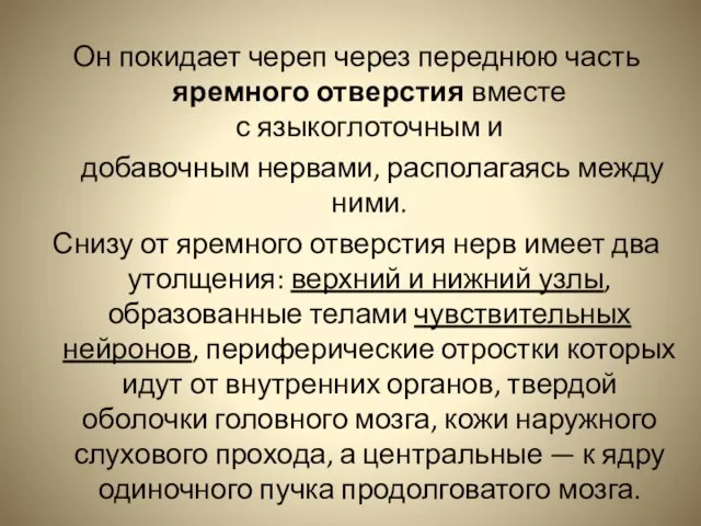 Он покидает череп через переднюю часть яремного отверстия вместе с языкоглоточным