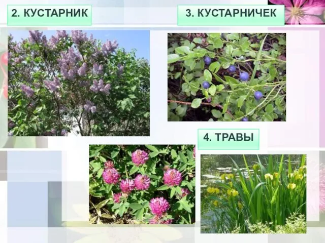 2. КУСТАРНИК 3. КУСТАРНИЧЕК 4. ТРАВЫ