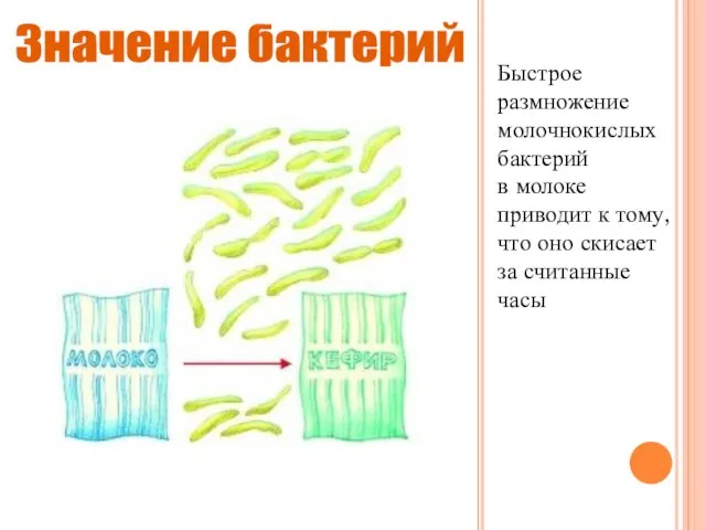 Быстрое размножение молочнокислых бактерий в молоке приводит к тому, что оно