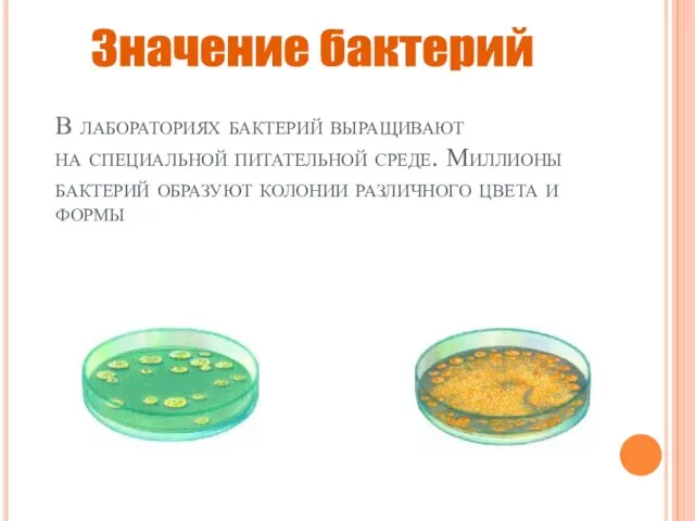 В лабораториях бактерий выращивают на специальной питательной среде. Миллионы бактерий образуют