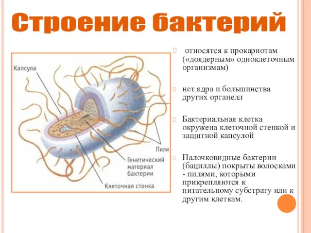 относятся к прокариотам («доядерным» одноклеточным организмам) нет ядра и большинства других