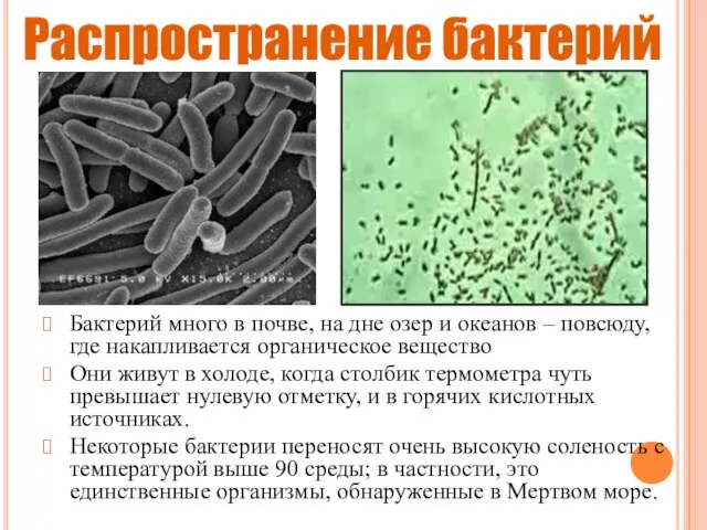 Распространение бактерий Бактерий много в почве, на дне озер и океанов