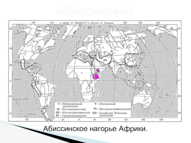 Абиссинский Абиссинское нагорье Африки.