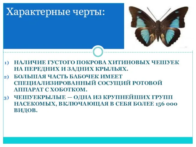 наличие густого покрова хитиновых чешуек на передних и задних крыльях. Большая