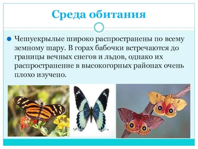 Среда обитания Чешуекрылые широко распространены по всему земному шару. В горах