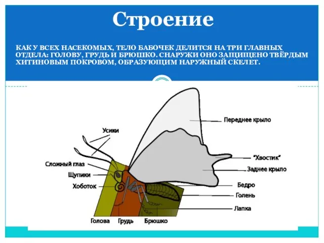 Как у всех насекомых, тело бабочек делится на три главных отдела: