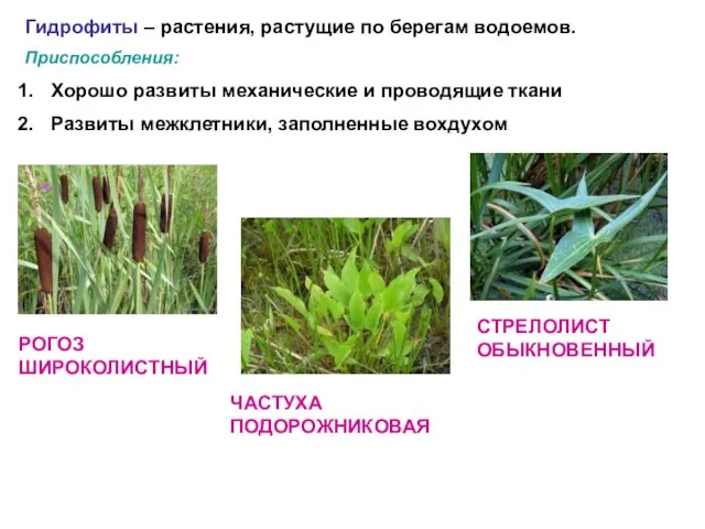 Гидрофиты – растения, растущие по берегам водоемов. Приспособления: Хорошо развиты механические