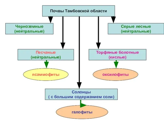 Почвы Тамбовской области Серые лесные (нейтральные) Черноземные (нейтральные) Солонцы ( с