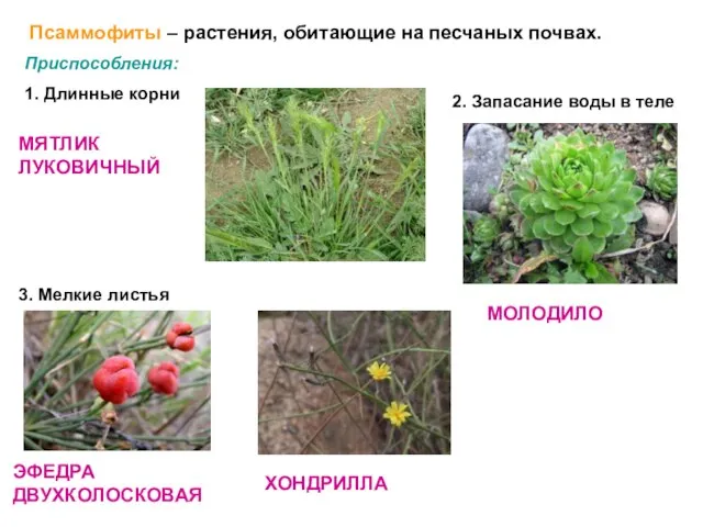 Псаммофиты – растения, обитающие на песчаных почвах. Приспособления: 1. Длинные корни