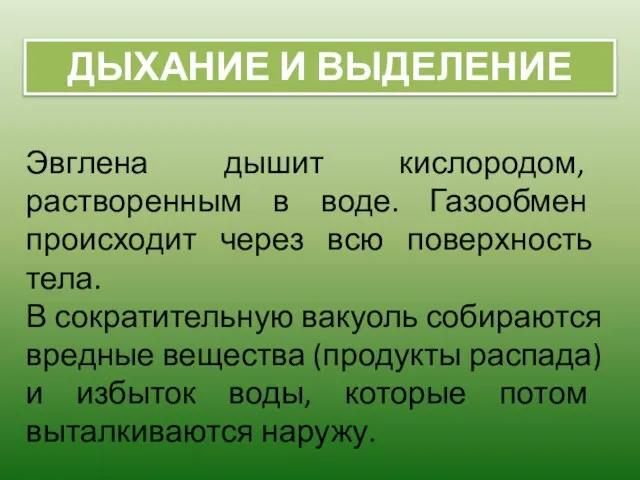 ДЫХАНИЕ И ВЫДЕЛЕНИЕ Эвглена дышит кислородом, растворенным в воде. Газообмен происходит