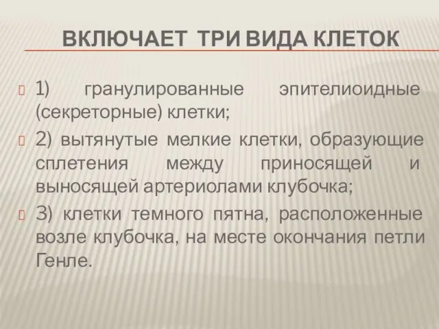 включает три вида клеток 1) гранулированные эпителиоидные (секреторные) клетки; 2) вытянутые