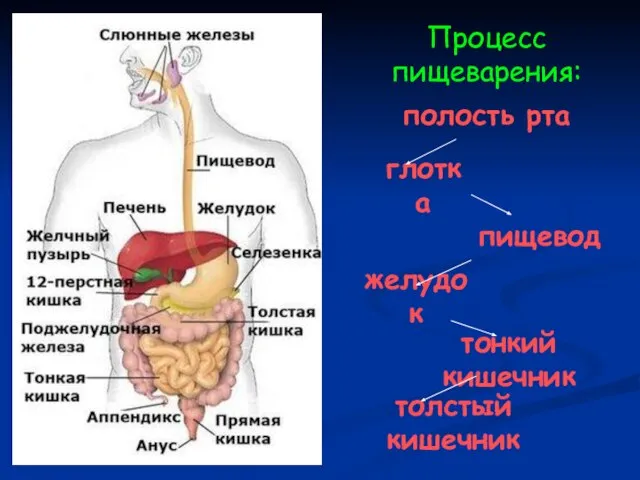 Процесс пищеварения: полость рта глотка пищевод желудок тонкий кишечник толстый кишечник