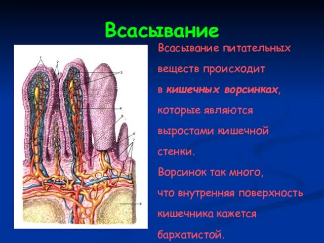 Всасывание Всасывание питательных веществ происходит в кишечных ворсинках, которые являются выростами