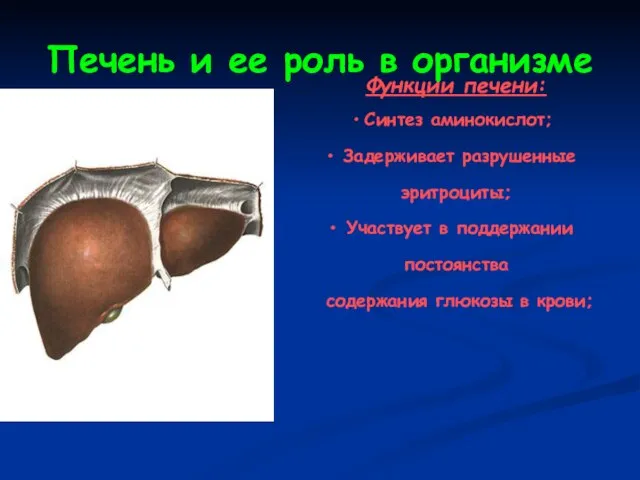 Печень и ее роль в организме Функции печени: Синтез аминокислот; Задерживает