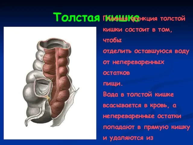 Толстая кишка Главная функция толстой кишки состоит в том, чтобы отделить