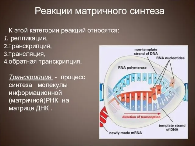 К этой категории реакций относятся: репликация, транскрипция, трансляция, обратная транскрипция. Транскрипция