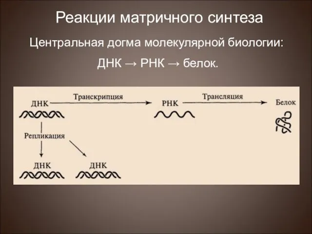 Центральная догма молекулярной биологии: ДНК → РНК → белок. Реакции матричного синтеза