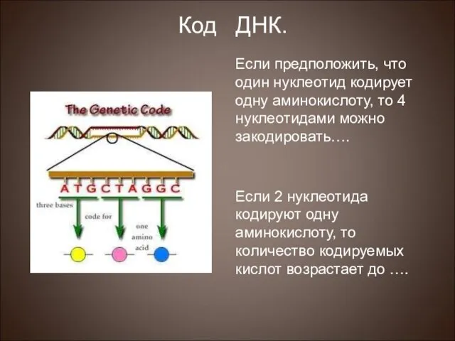 Если предположить, что один нуклеотид кодирует одну аминокислоту, то 4 нуклеотидами