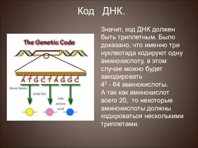 Значит, код ДНК должен быть триплетным. Было доказано, что именно три