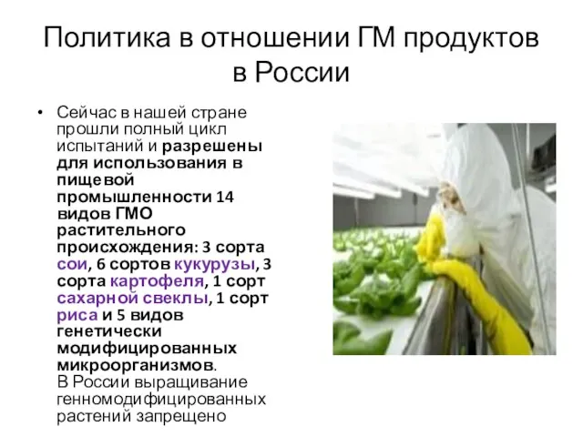 Политика в отношении ГМ продуктов в России Сейчас в нашей стране