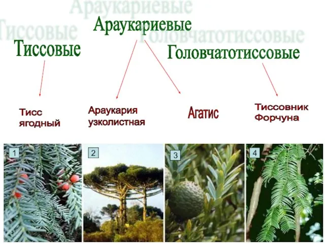 Тисс ягодный Араукария узколистная Агатис Тиссовник Форчуна 1 2 3 4 Тиссовые Араукариевые Головчатотиссовые