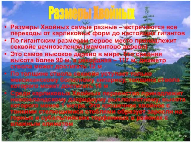 Размеры Хвойных самые разные – встречаются все переходы от карликовых форм