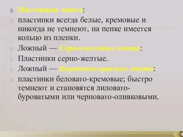 Настоящие опята: пластинки всегда белые, кремовые и никогда не темнеют, на