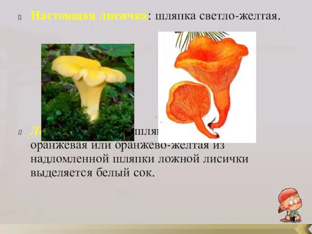 Настоящая лисичка: шляпка светло-желтая. Ложная лисичка: шляпка красновато-оранжевая или оранжево-желтая из