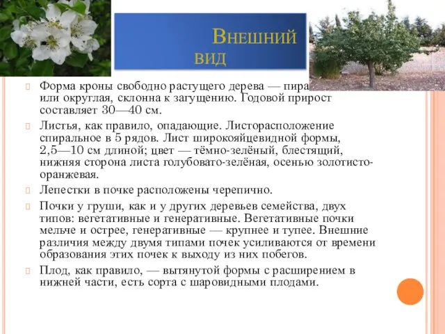 Внешний вид Форма кроны свободно растущего дерева — пирамидальная или округлая,