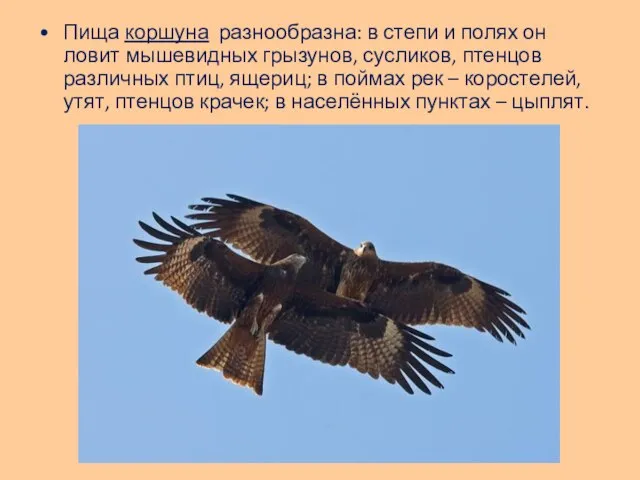 Пища коршуна разнообразна: в степи и полях он ловит мышевидных грызунов,