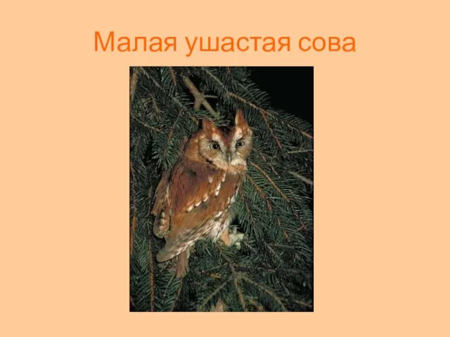 Малая ушастая сова