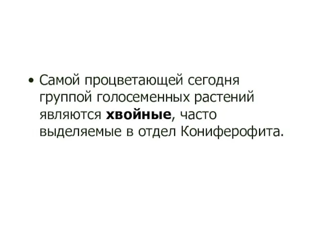 Самой процветающей сегодня группой голосеменных растений являются хвойные, часто выделяемые в отдел Кониферофита.