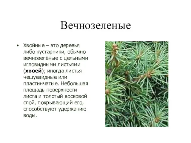 Вечнозеленые Хвойные – это деревья либо кустарники, обычно вечнозелёные с цельными