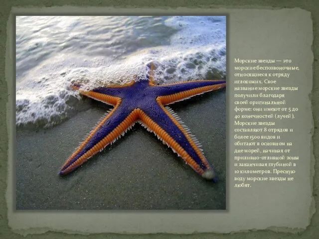 Морские звезды — это морские беспозвоночные, относящиеся к отряду иглокожих. Свое