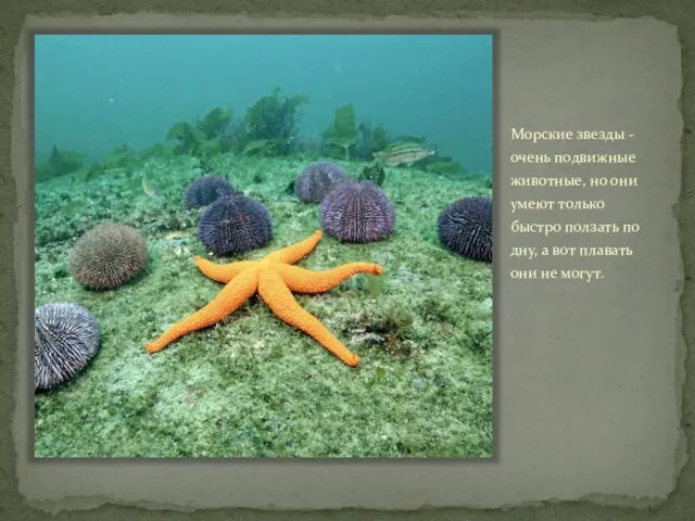 Морские звезды - очень подвижные животные, но они умеют только быстро