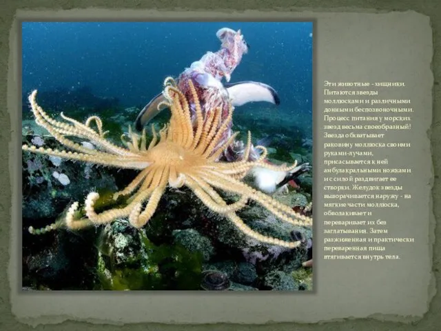 Эти животные - хищники. Питаются звезды моллюсками и различными донными беспозвоночными.