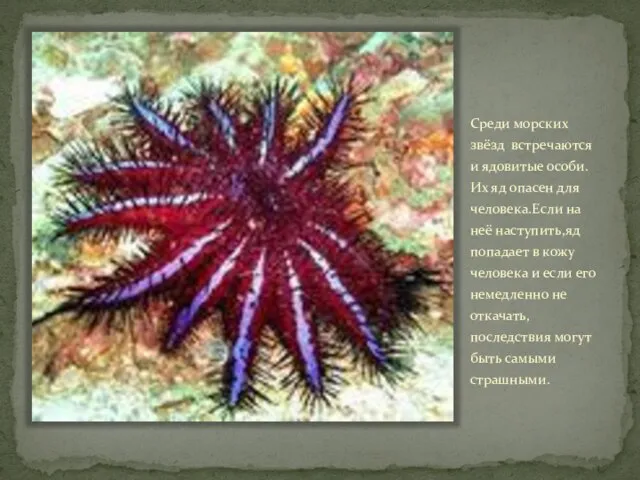 Среди морских звёзд встречаются и ядовитые особи. Их яд опасен для
