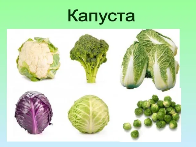 Капуста