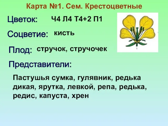 Карта №1. Сем. Крестоцветные Ч4 Л4 Т4+2 П1 Цветок: Соцветие: кисть