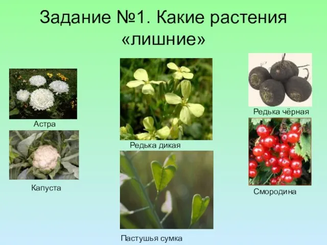 Задание №1. Какие растения «лишние» Редька чёрная Астра Капуста Смородина Редька дикая Пастушья сумка