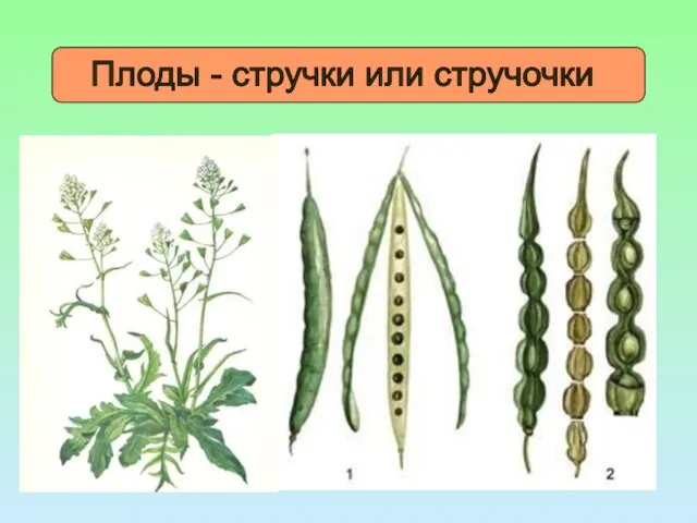 Плоды - стручки или стручочки