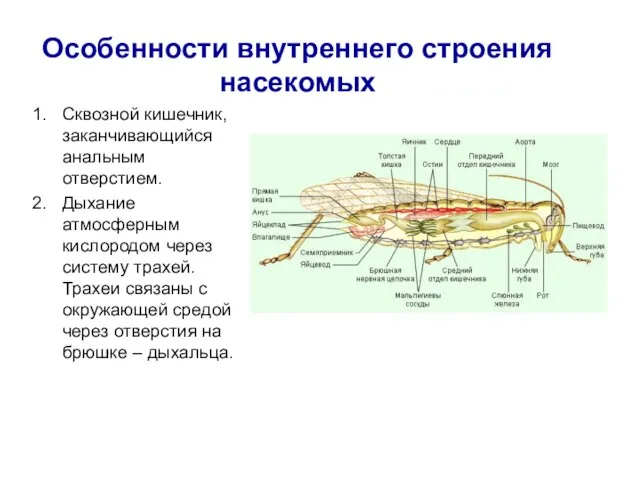 Особенности внутреннего строения насекомых Сквозной кишечник, заканчивающийся анальным отверстием. Дыхание атмосферным