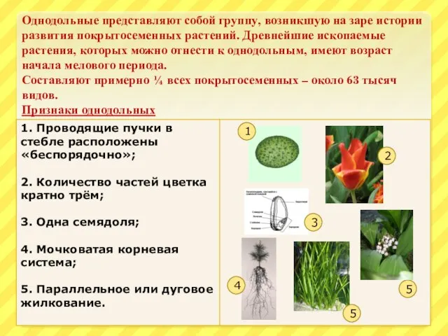 Однодольные представляют собой группу, возникшую на заре истории развития покрытосеменных растений.