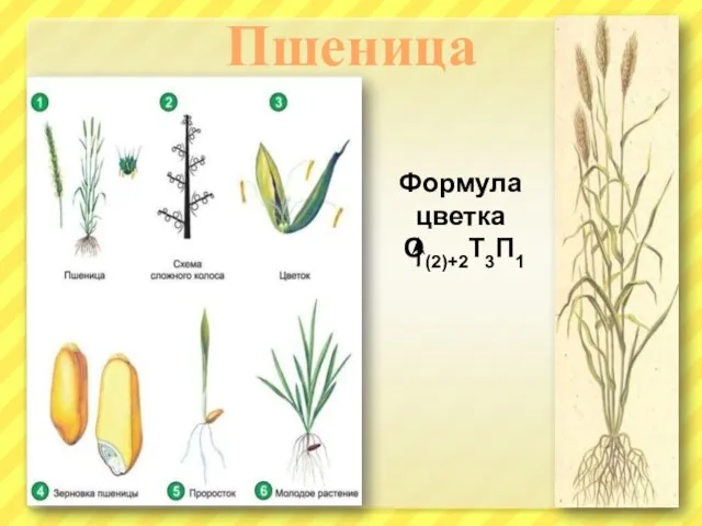 Пшеница Формула цветка О(2)+2Т3П1