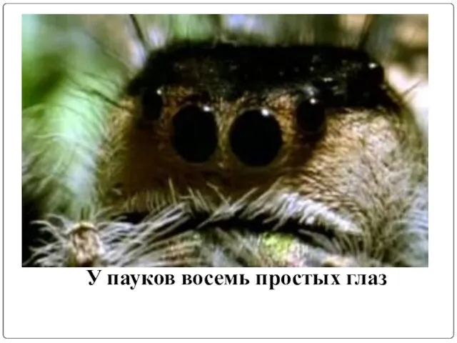 У пауков восемь простых глаз