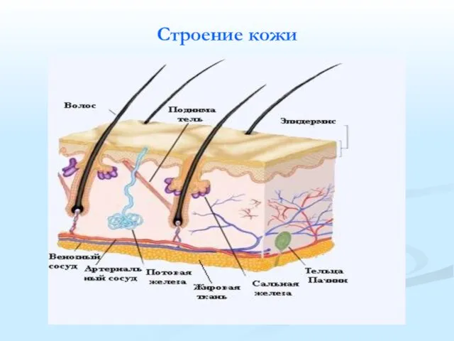 Строение кожи