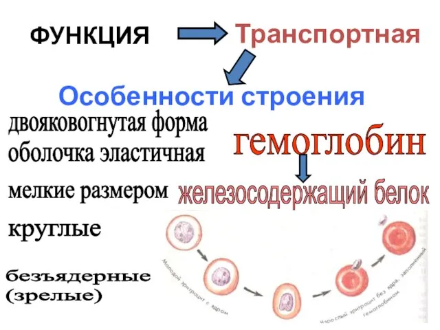 ФУНКЦИЯ Транспортная Особенности строения двояковогнутая форма мелкие размером безъядерные (зрелые) круглые оболочка эластичная гемоглобин железосодержащий белок