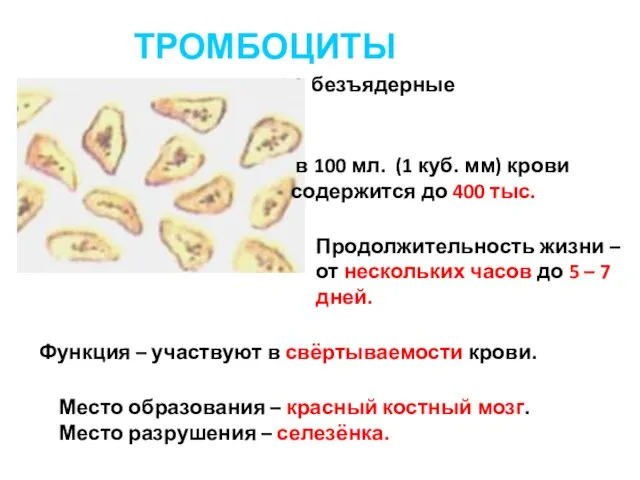 ТРОМБОЦИТЫ безъядерные в 100 мл. (1 куб. мм) крови содержится до