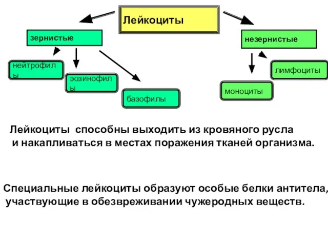 Лейкоциты зернистые незернистые нейтрофилы эозинофилы базофилы моноциты лимфоциты Лейкоциты способны выходить